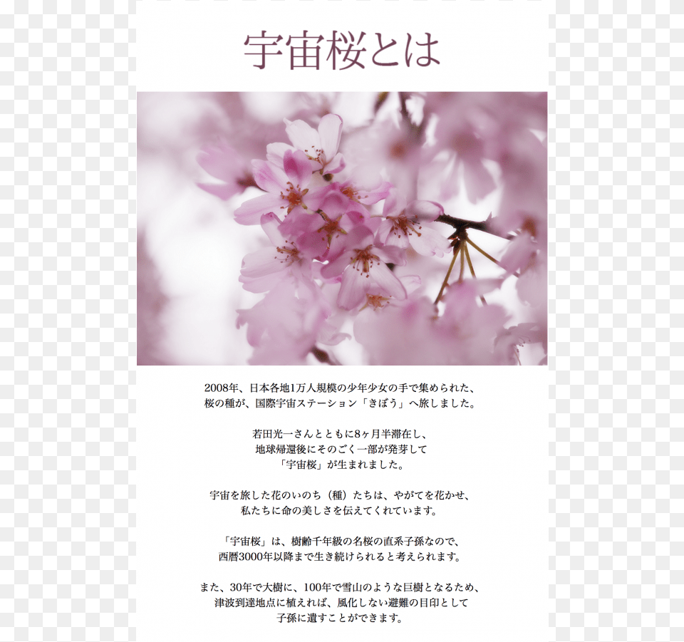 Cherry Tree, Flower, Plant, Cherry Blossom, Petal Png Image
