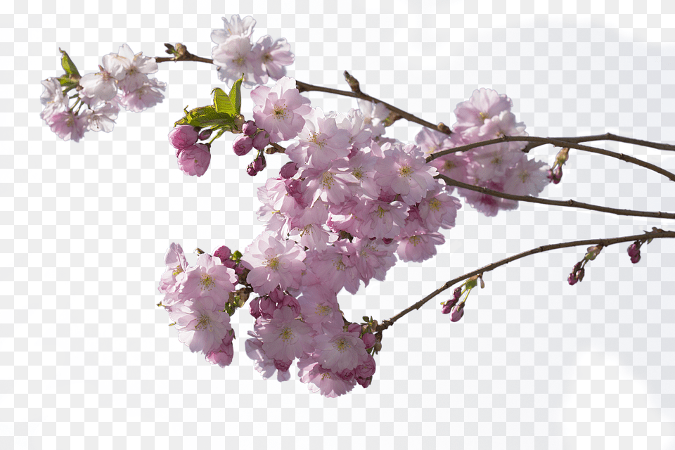 Cherry Tree Flower, Plant, Cherry Blossom, Person Free Png