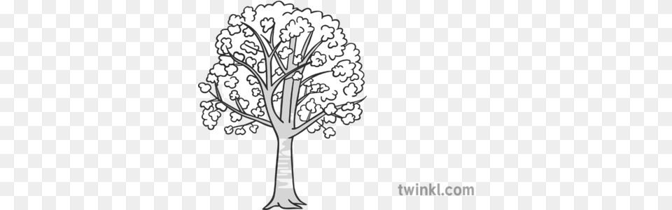 Cherry Tree Black And White 1 Illustration Twinkl Care For Animals Black And White, Art, Drawing, Plant, Cross Png