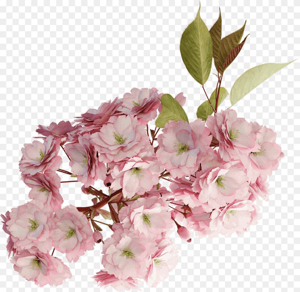 Cherry Tree Branch Blossom, Flower, Flower Arrangement, Flower Bouquet, Geranium Free Transparent Png