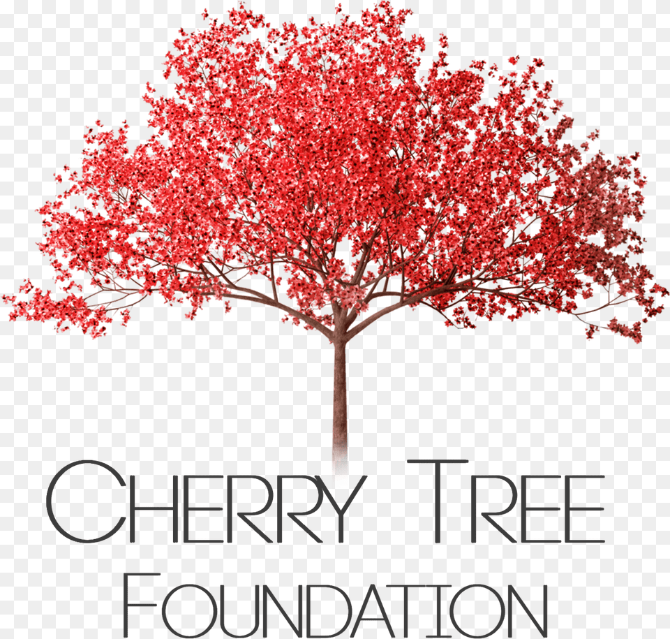 Cherry Tree Cherry Blossom Tree, Maple, Plant, Leaf, Flower Png