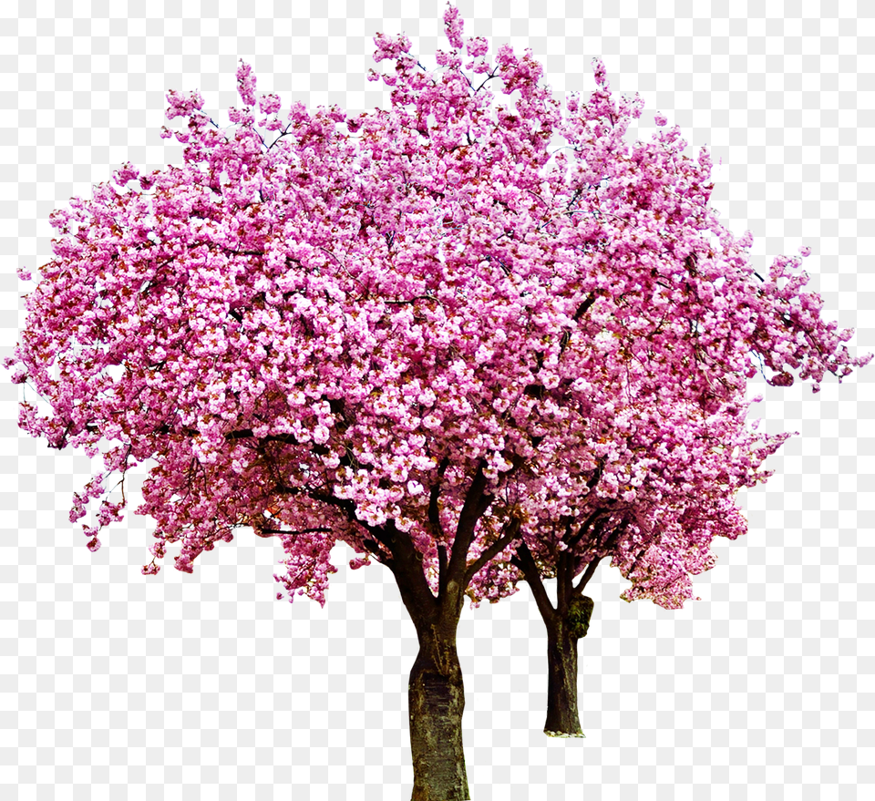 Cherry Tree Cherryblossoms Cherry Blossom Red Bud, Flower, Plant, Cherry Blossom Png