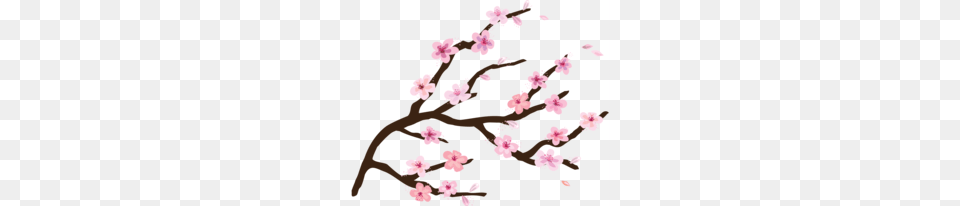 Cherry Tree Clipart, Flower, Plant, Cherry Blossom, Person Free Transparent Png