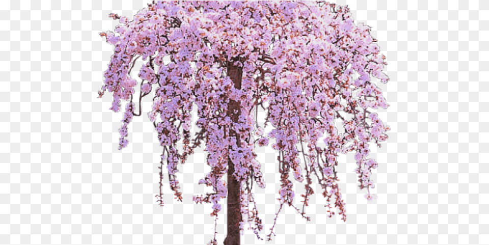 Cherry Tree Clipart Lilac Tree Wisteria Tree, Cherry Blossom, Flower, Plant Free Png Download