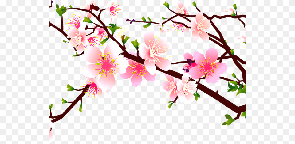 Cherry Tree Clipart Pomegranate Cherry Blossom And Bird Vector, Flower, Plant, Petal, Cherry Blossom Free Png