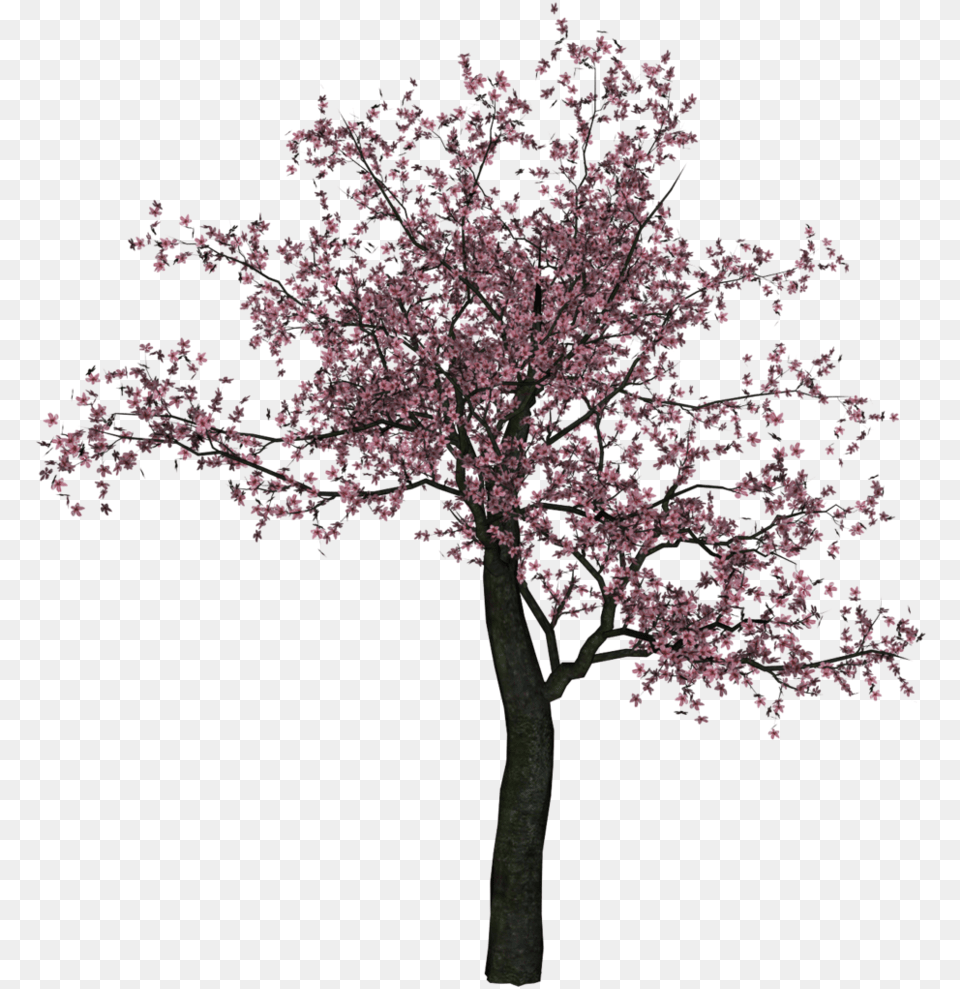 Cherry Tree Trees Cherry Blossoms, Flower, Plant, Cherry Blossom Png Image