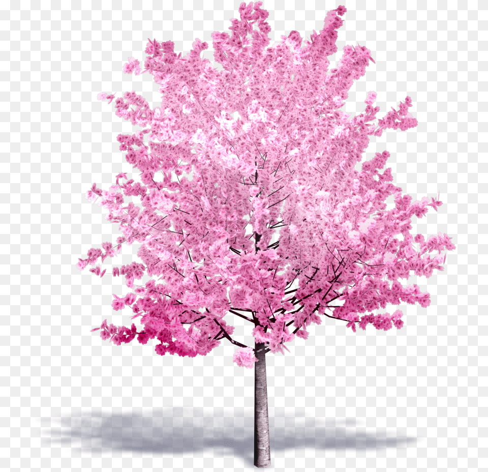 Cherry Tree In Bloom Cherry Blossom Tree 3d, Flower, Plant, Cherry Blossom Free Png