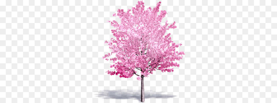 Cherry Tree In Bloom Plants Free Bim Object For Cinema 3d Cherry Blossom Transparent, Flower, Plant, Cherry Blossom Png