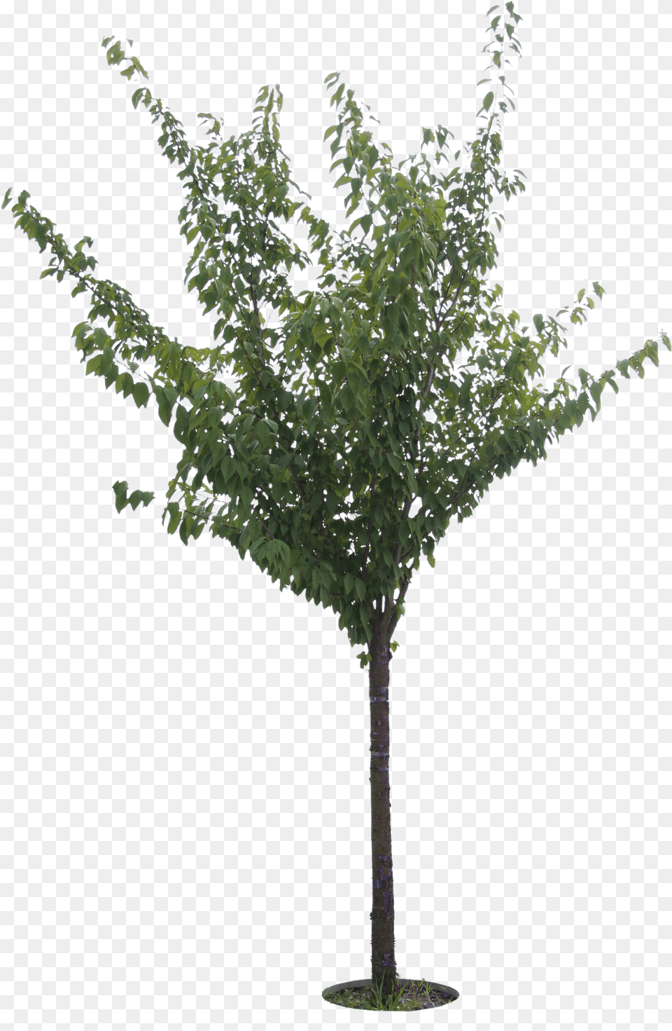 Cherry Tree Olive Tree Cut Out, Leaf, Plant, Food, Fruit Png