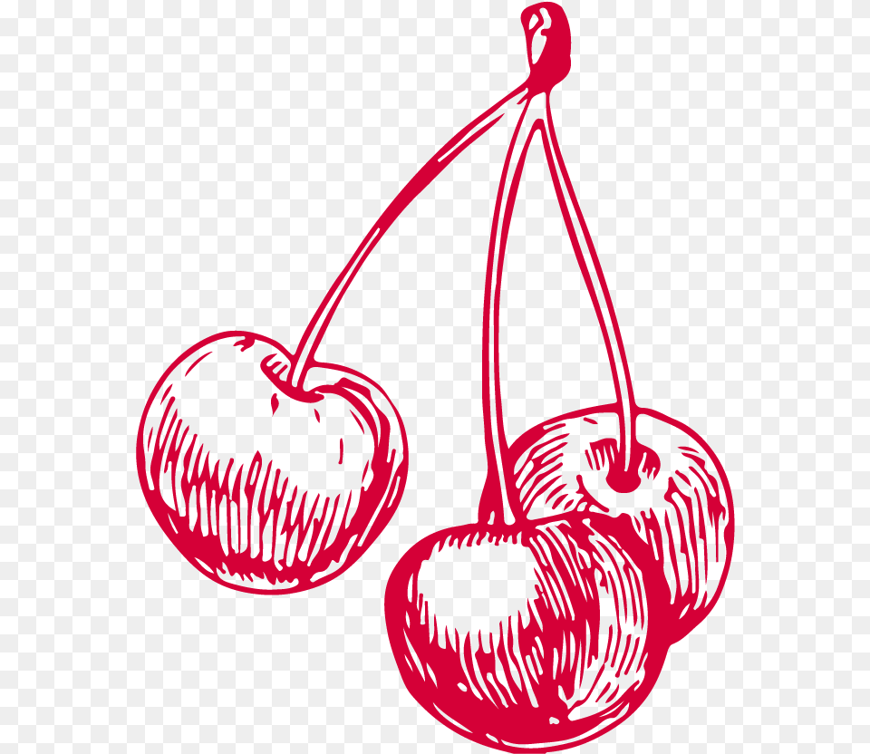 Cherry Vector Illustration Sketch, Food, Fruit, Plant, Produce Png Image