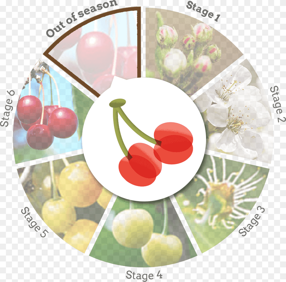 Cherry Wheel Out Of Season, Food, Fruit, Plant, Produce Free Png Download