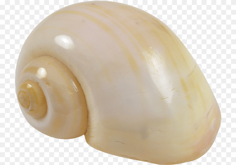 Cherry Yellow Snail Bead, Animal, Invertebrate, Sea Life, Seashell Free Transparent Png