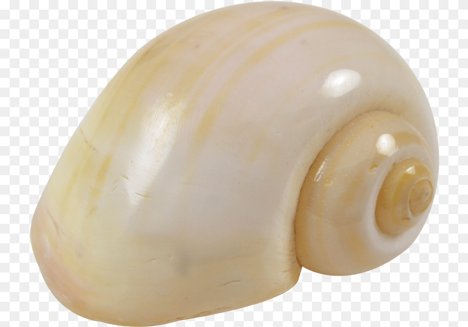 Cherry Yellow Snail Shells Lymnaeidae, Animal, Egg, Food, Invertebrate Free Png