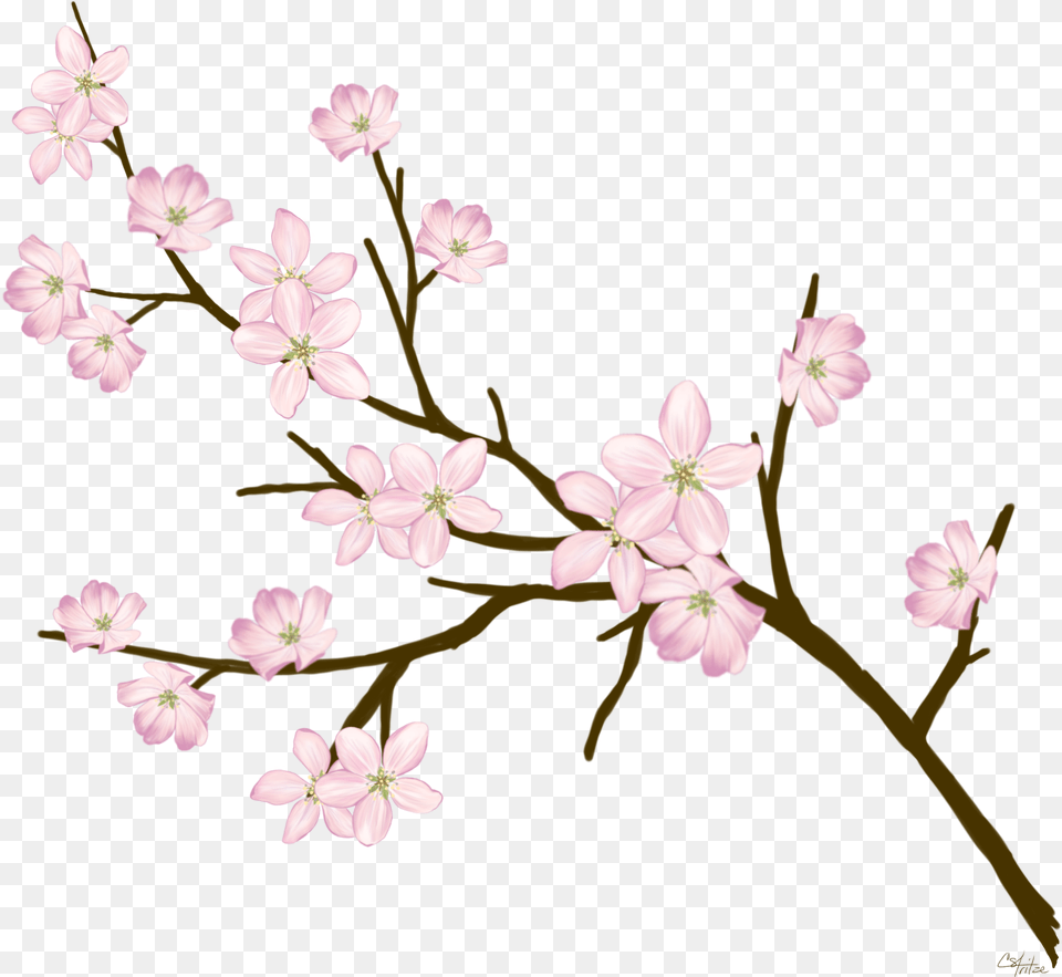 Cherryblossom Flowers Branches Freetoedit Cherry Blossom, Flower, Geranium, Plant, Petal Free Transparent Png