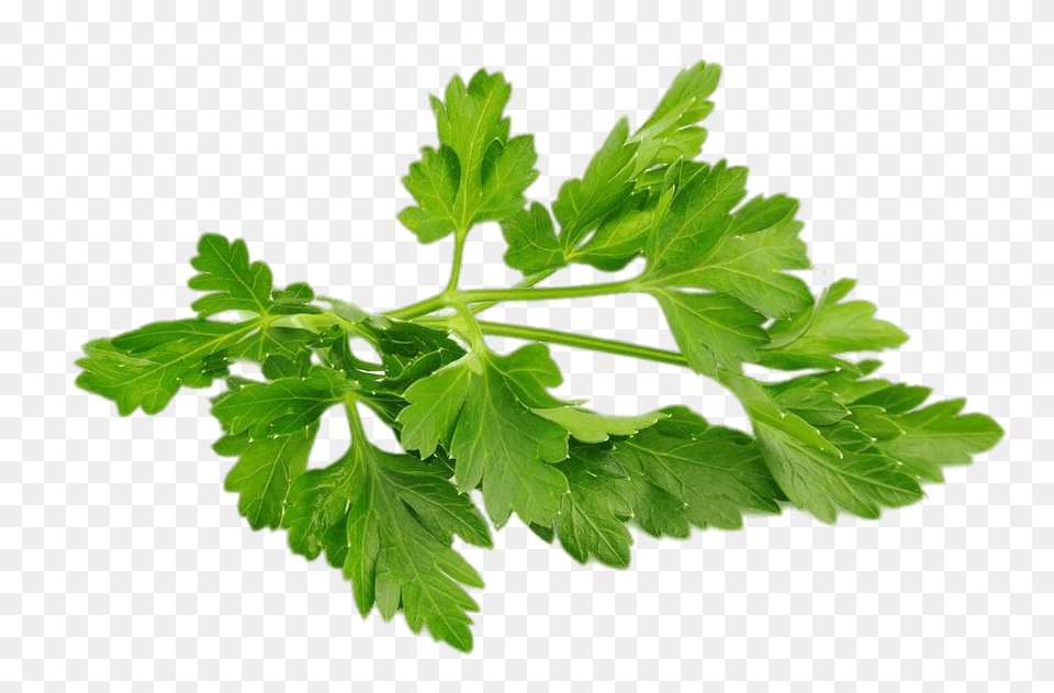 Chervil, Herbs, Parsley, Plant Free Transparent Png