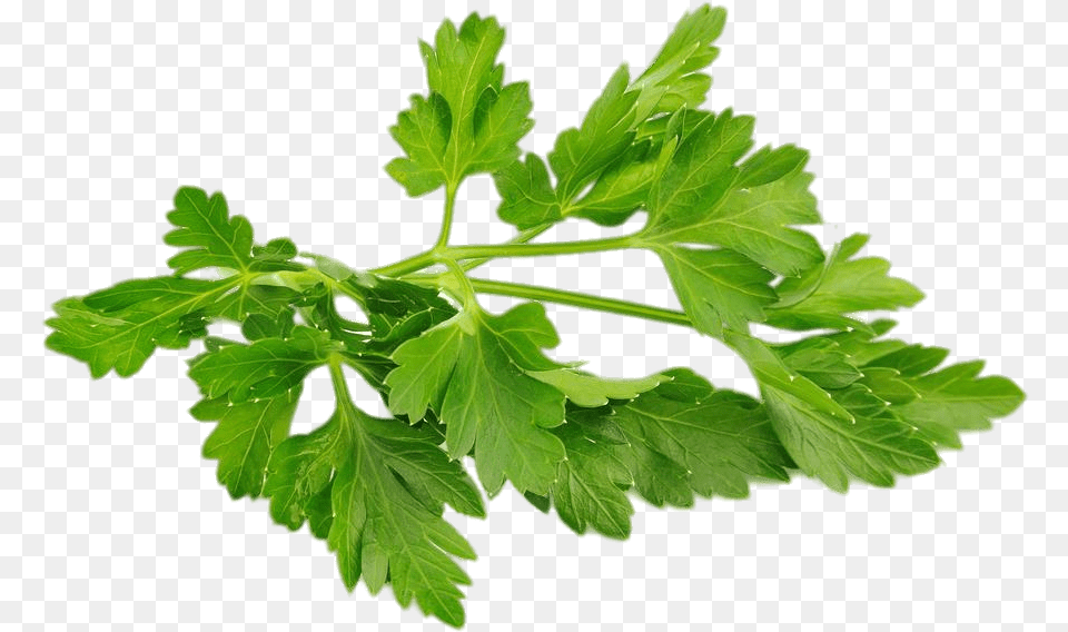 Chervil Parsley, Herbs, Plant Free Png