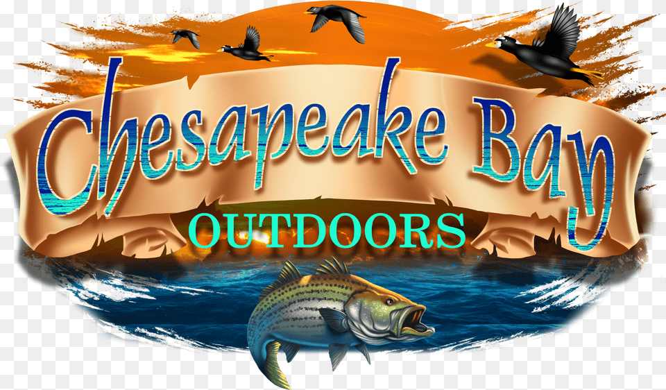 Chesapeake Bay Charter Fishing And Sea Duck Hunting Pull Fish Out Of Water Free Transparent Png