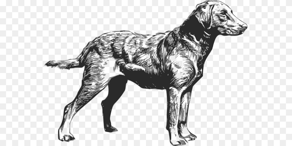 Chesapeake Bay Retriever Clipart, Person, Animal, Canine, Mammal Free Transparent Png