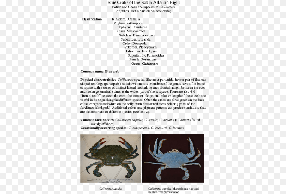 Chesapeake Blue Crab, Animal, Food, Invertebrate, Sea Life Free Png Download