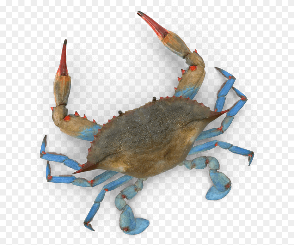 Chesapeake Blue Crab, Animal, Food, Invertebrate, Sea Life Free Png Download