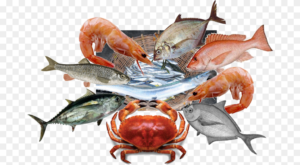 Chesapeake Blue Crab Shrimp Paste, Animal, Fish, Sea Life, Food Png Image