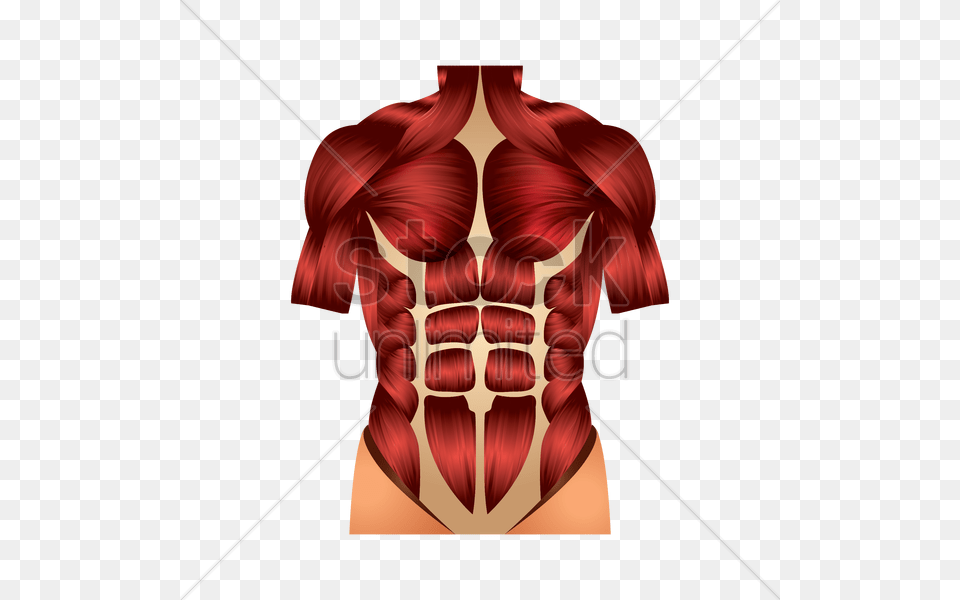 Chest Muscles Vector Image, Neck, Body Part, Face, Torso Free Png Download