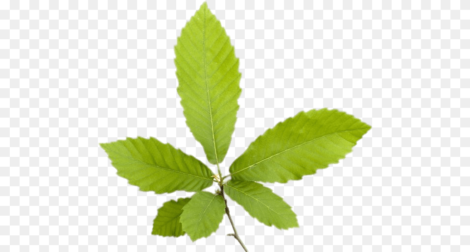 Chestnut Leaves Blad Van Een Tamme Kastanje, Leaf, Plant, Tree, Annonaceae Png Image