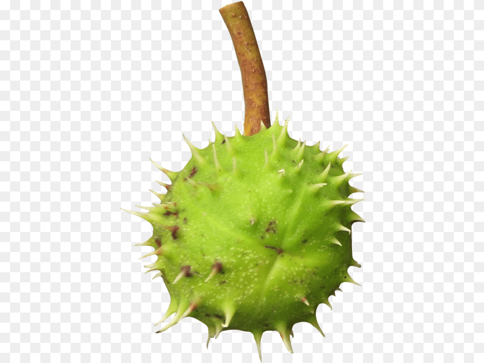 Chestnut Transparent Thorns Spines And Prickles, Tree, Plant, Leaf, Durian Png Image