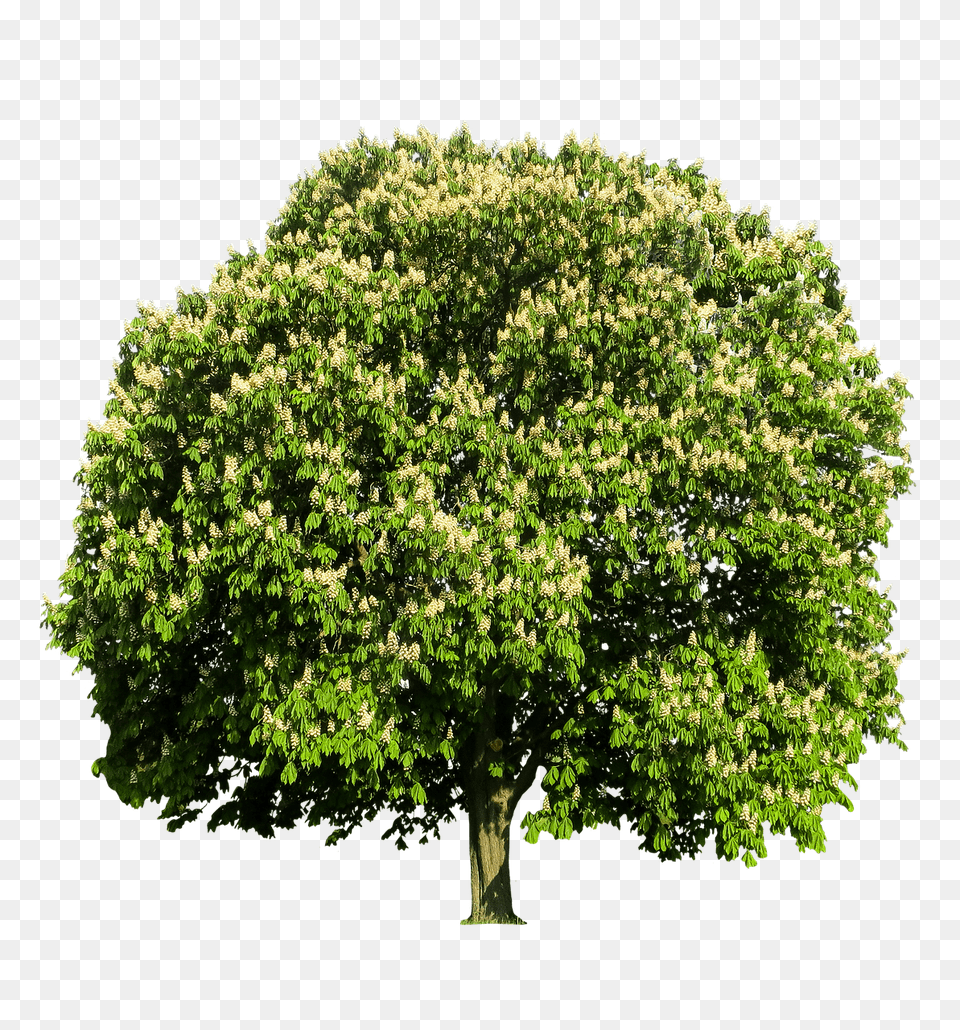 Chestnut Tree Transparent Chestnut Tree, Oak, Plant, Sycamore, Vegetation Free Png