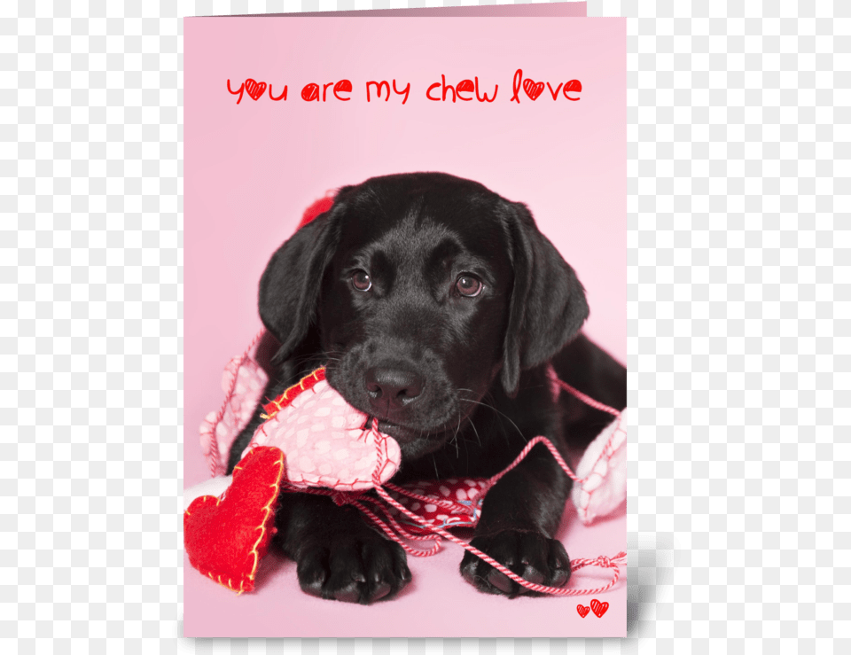 Chew Love Black Labrador Retriever Greeting Card Black Lab Valentines, Animal, Canine, Dog, Mammal Free Png Download