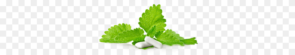 Chewing Gum, Herbal, Herbs, Mint, Plant Free Png Download