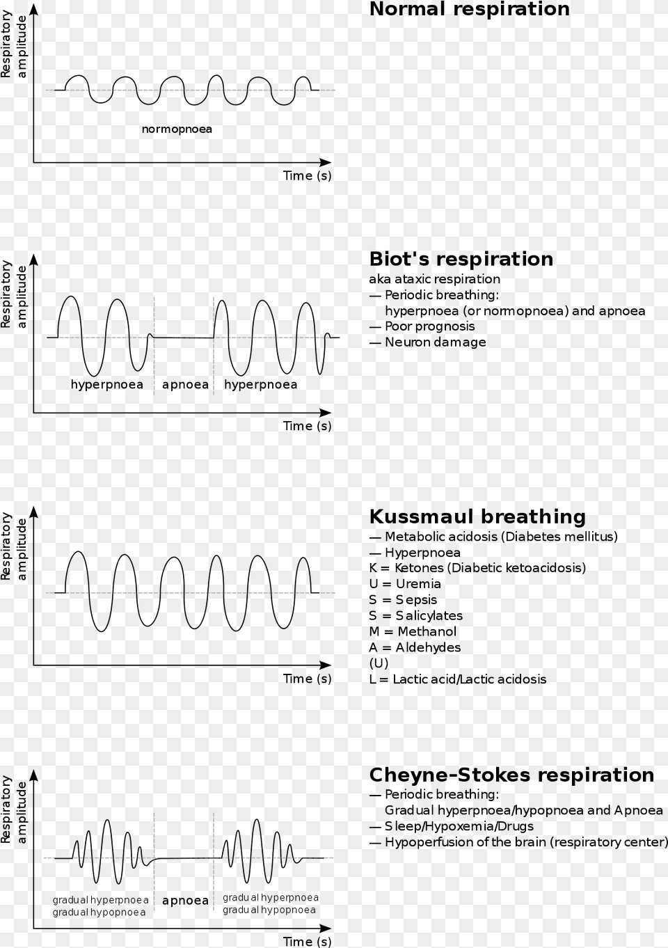 Cheyne Stokes Respiration Kussmaul Breathing, Text Free Transparent Png