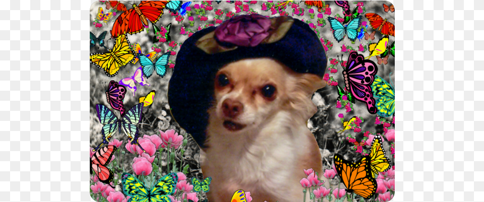 Chi Chi In Yellow Butterflies Chihuahua Puppy Dog, Purple, Plant, Petal, Flower Png