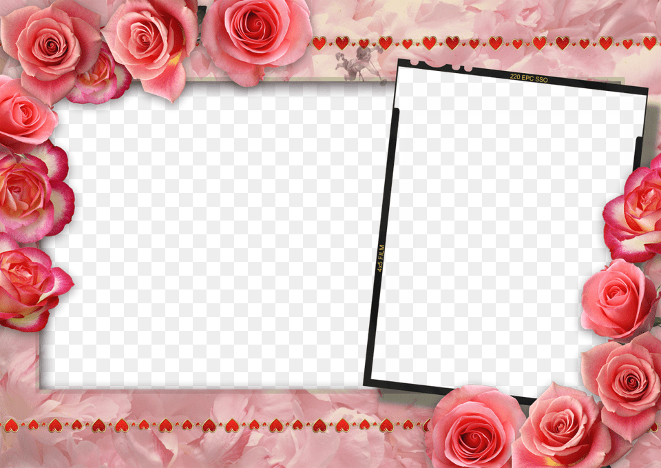 Chi Lin Nunnery, Flower, Plant, Rose, Envelope Free Transparent Png
