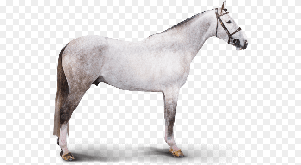 Chicago Chicago Stallion, Andalusian Horse, Animal, Horse, Mammal Free Png