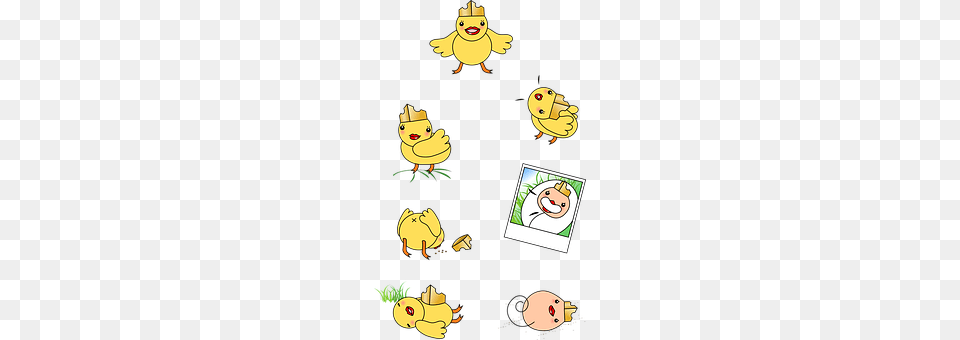 Chick Png Image