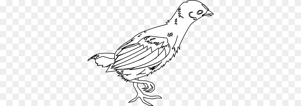 Chick Animal, Bird, Quail, Adult Png Image