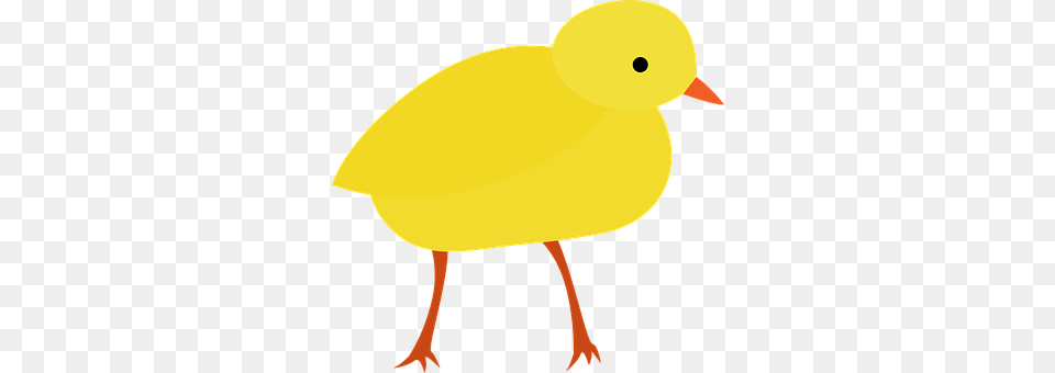 Chick Animal, Bird, Person Free Transparent Png