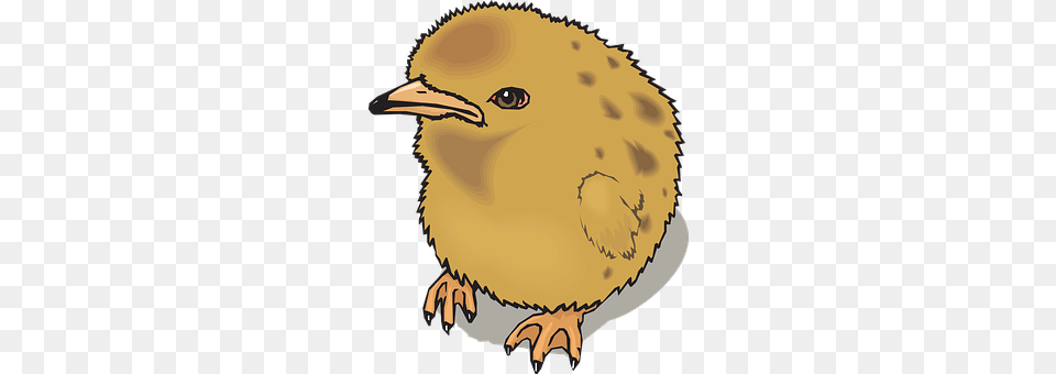 Chick Animal, Beak, Bird, Person Png Image