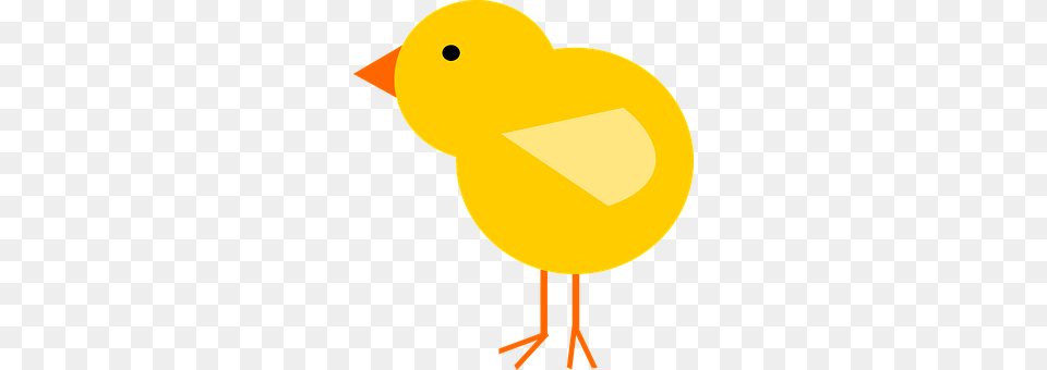 Chick Animal, Bird Png Image