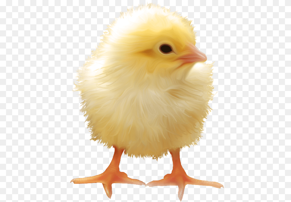 Chick Chick Transparent Background, Animal, Bird, Fowl, Poultry Free Png