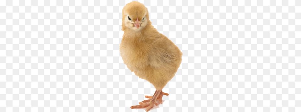 Chick Chicken, Animal, Bird, Fowl, Hen Free Transparent Png