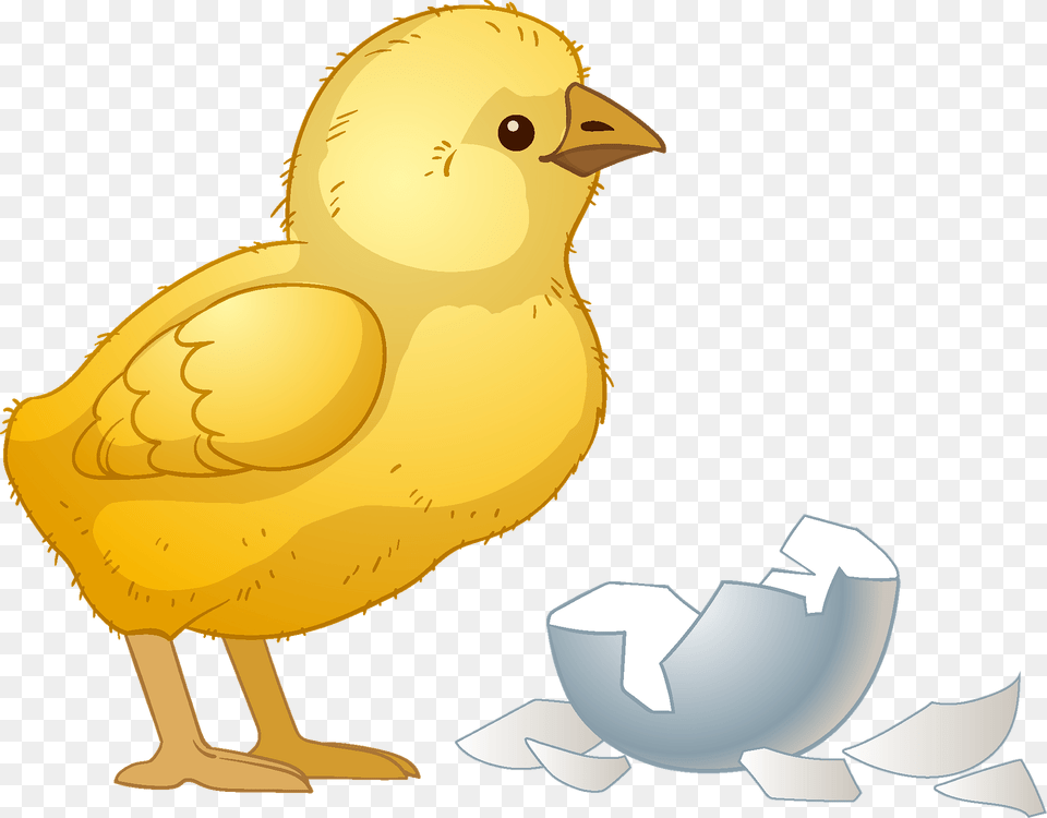 Chick Clipart, Animal, Bird, Fish, Sea Life Png Image