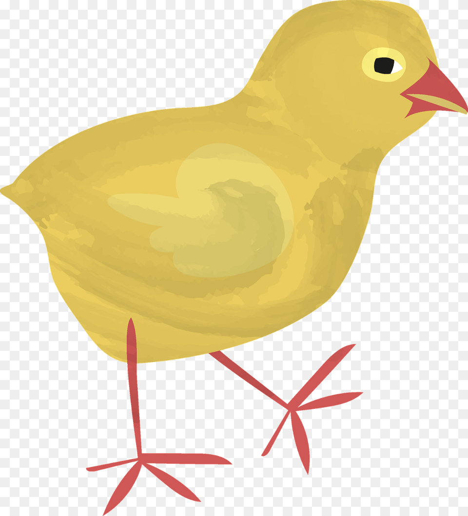 Chick Clipart, Animal, Bird, Canary, Fish Free Png