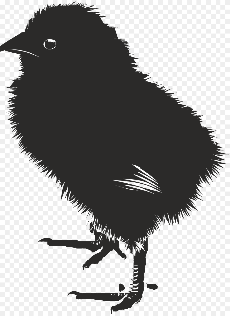 Chick Clipart, Animal, Bird, Blackbird, Bear Png