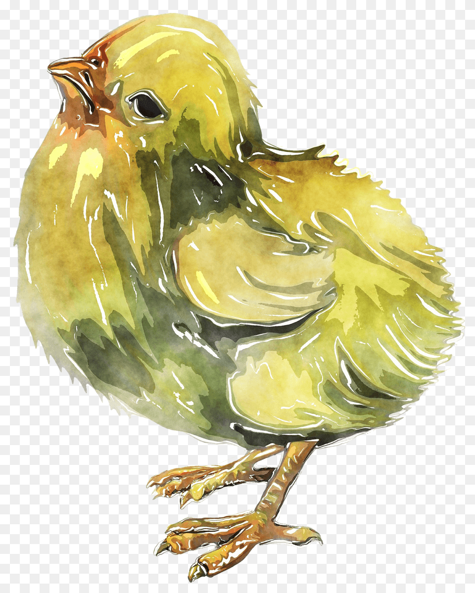 Chick Clipart, Animal, Bird, Chicken, Fowl Png