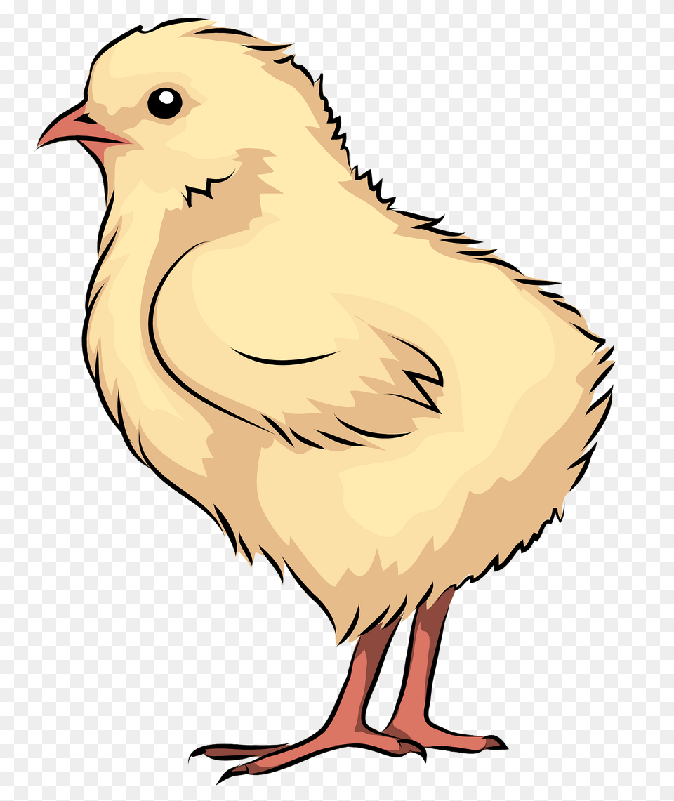 Chick Clipart, Animal, Bird, Chicken, Fowl Png