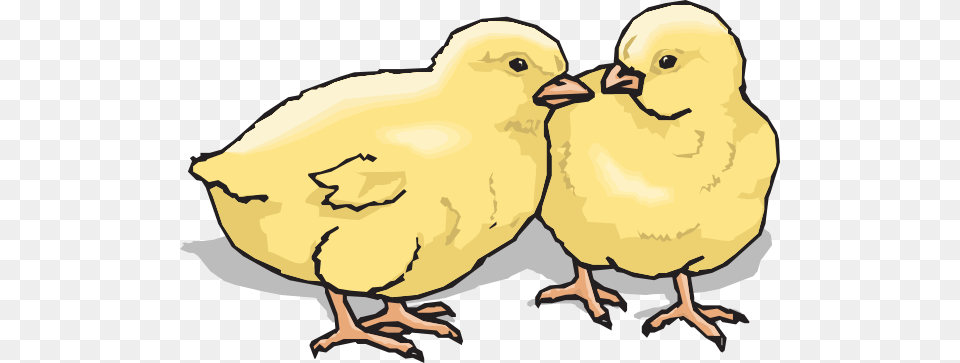 Chick Clipart Chicken Chick, Animal, Bird, Baby, Person Free Transparent Png