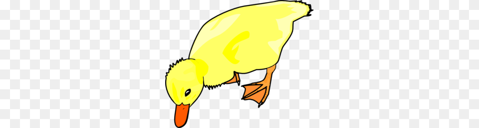 Chick Clipart Eating, Animal, Bird, Duck, Beak Png Image