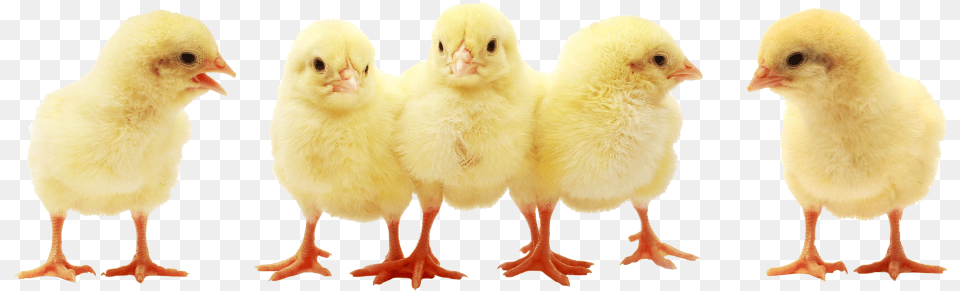 Chick Deliveries Streaming Television, Animal, Bird, Chicken, Fowl Free Transparent Png